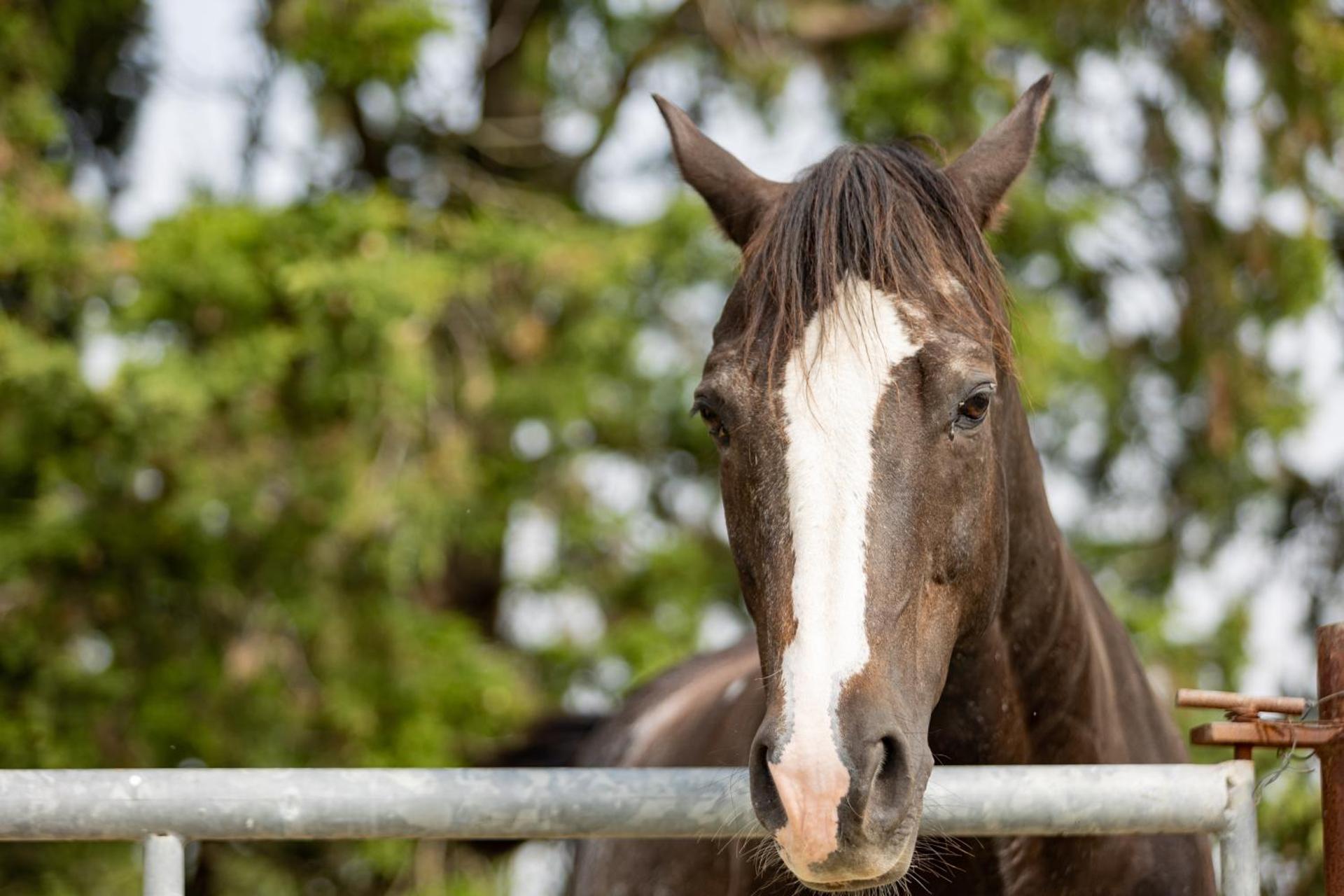 Agriturismo La Valle della Lavanda - Podere Mezzastrada