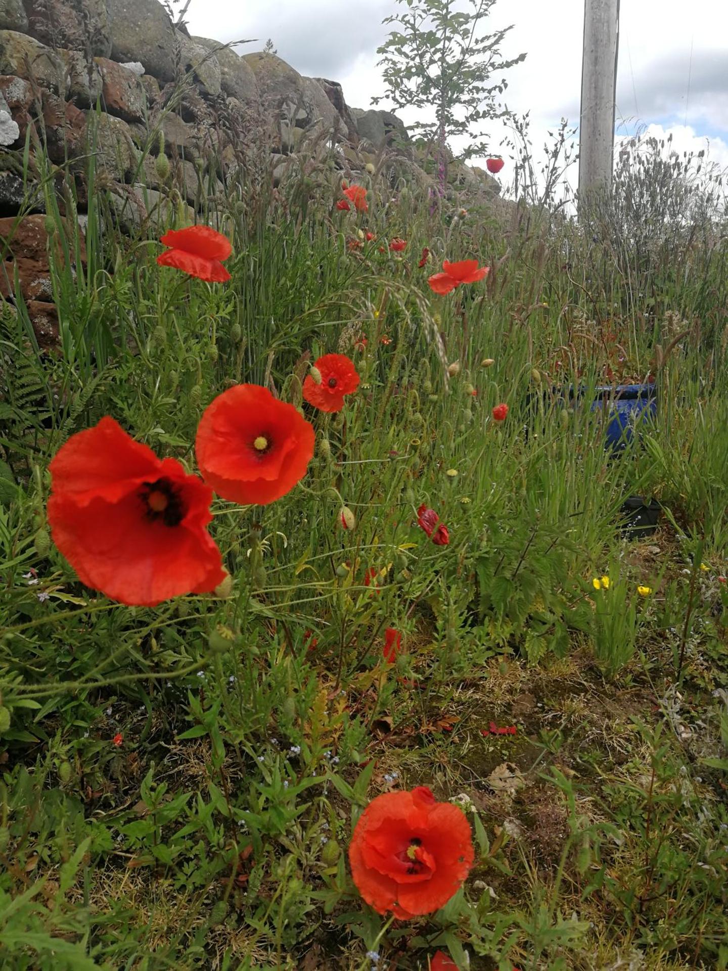 Sunny Mount Shepherd's Hut