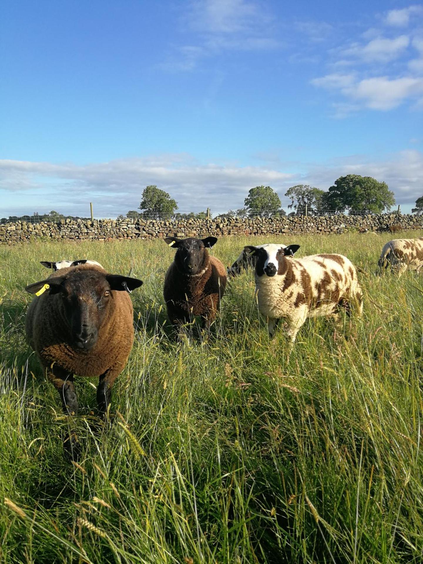 Sunny Mount Shepherd's Hut