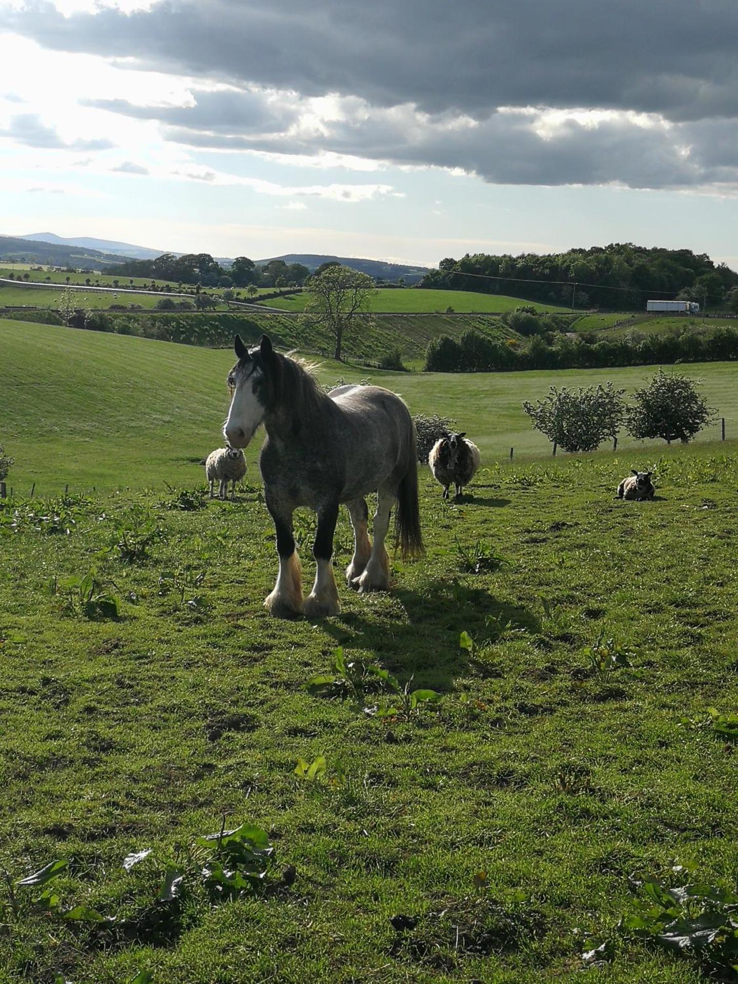 Sunny Mount Shepherd's Hut