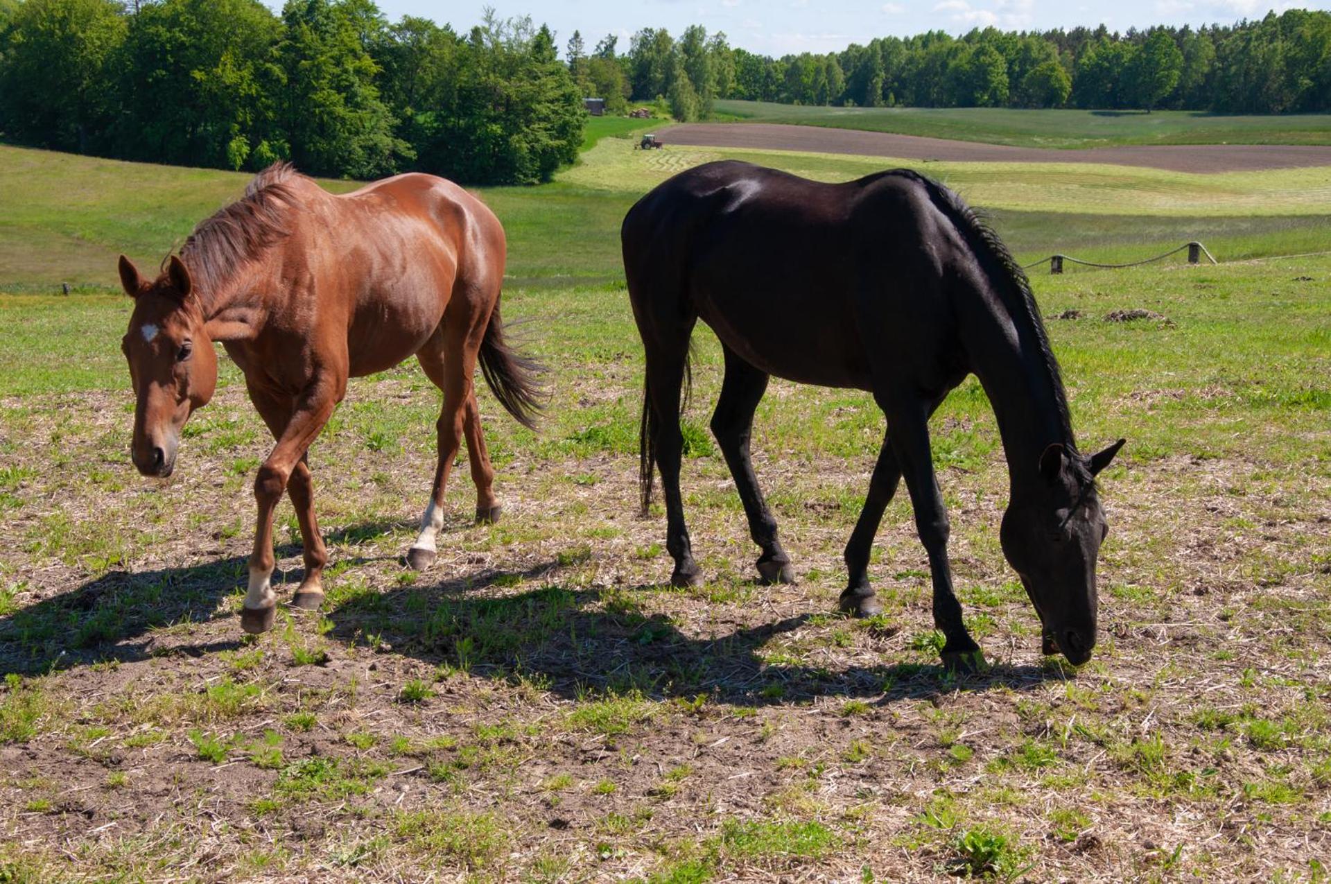 Trójmiasto nad jeziorem DOM -ECHOCHATA