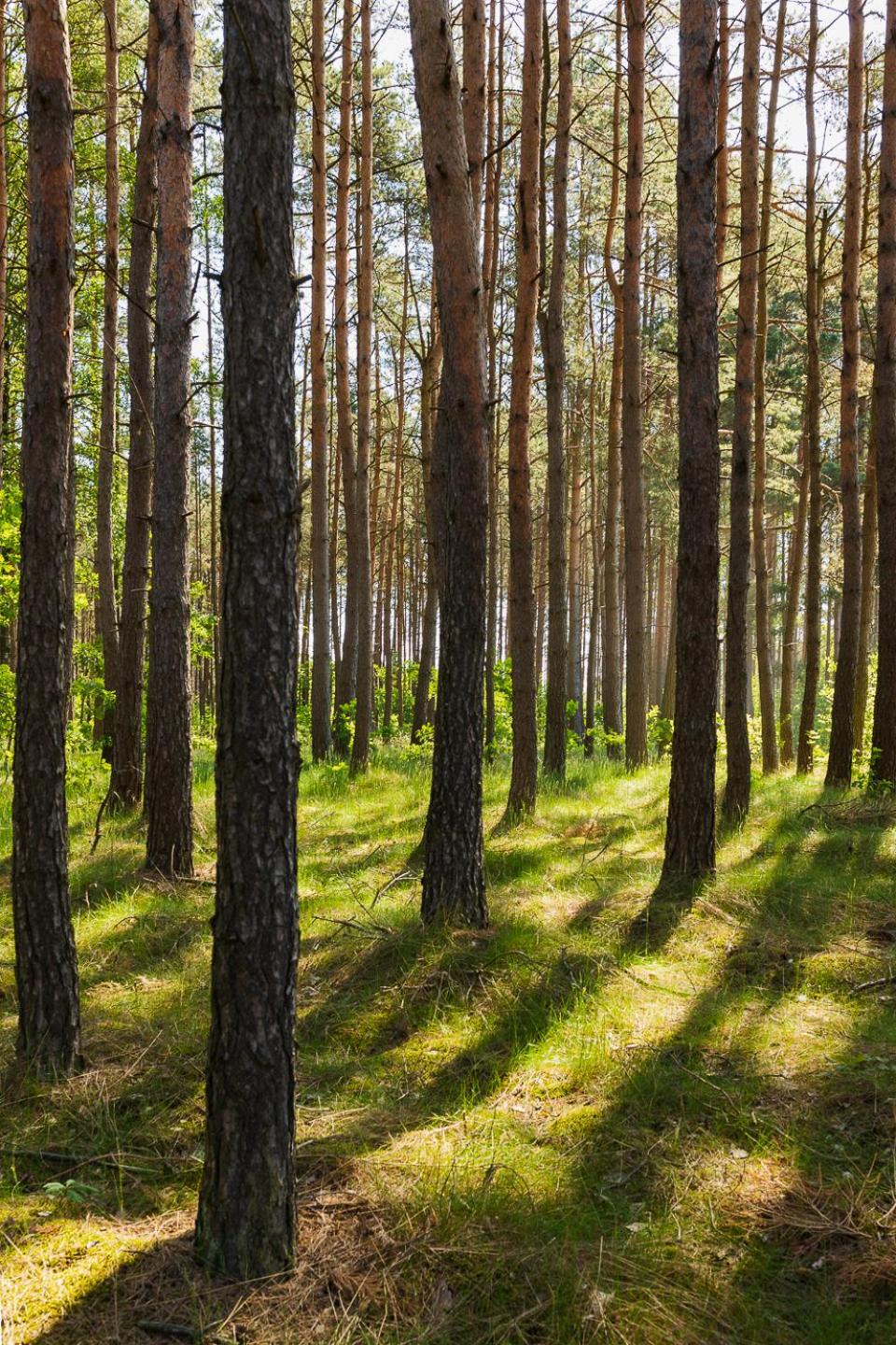Trójmiasto nad jeziorem DOM -ECHOCHATA