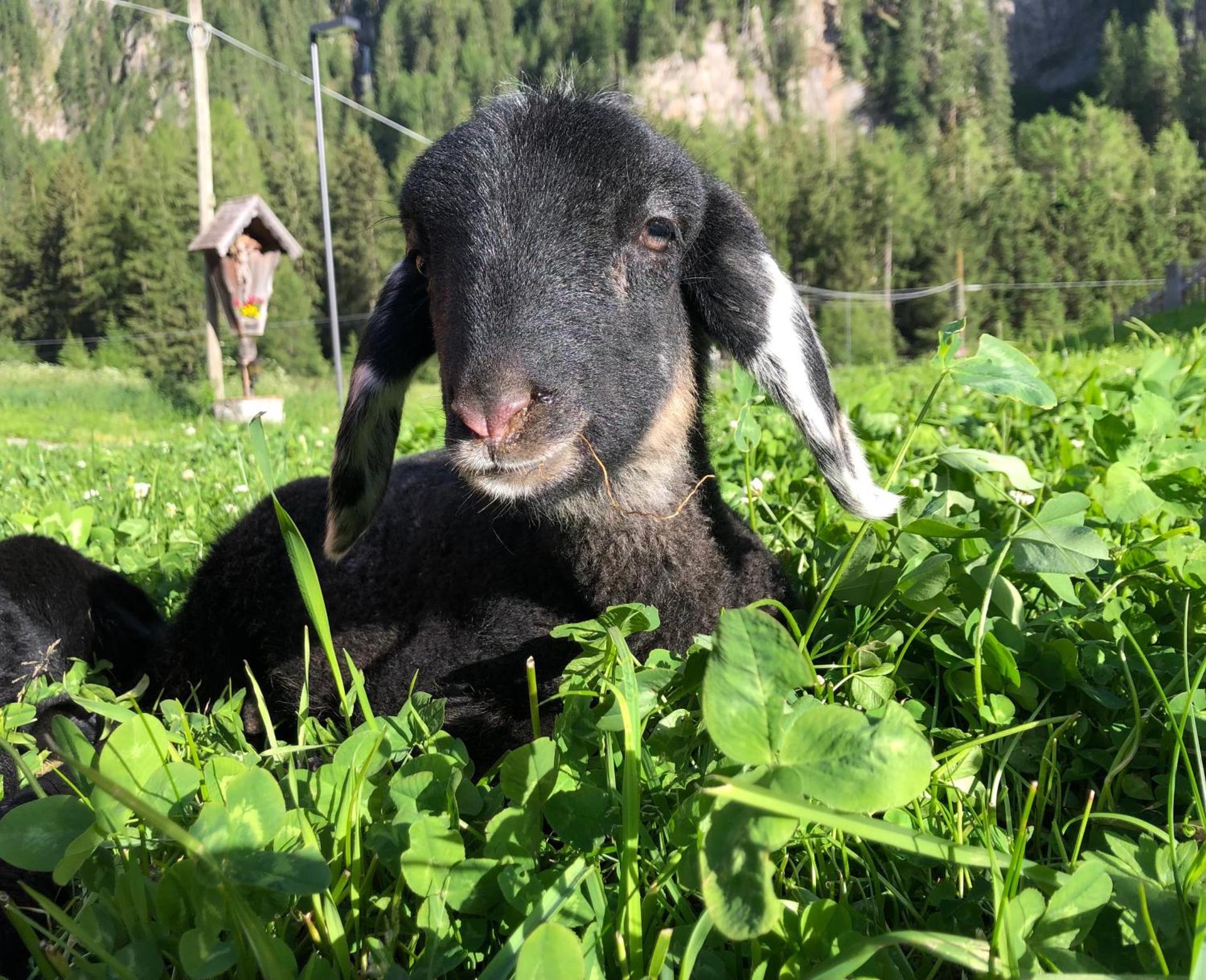 Ferienwohnungen Unterangerhof