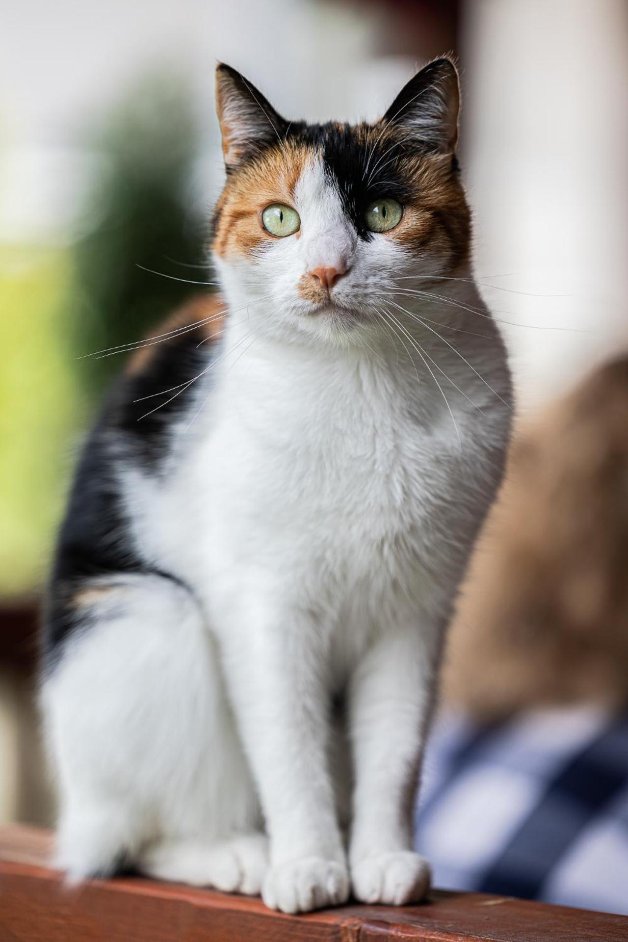 Pensiunea Montan Busteni