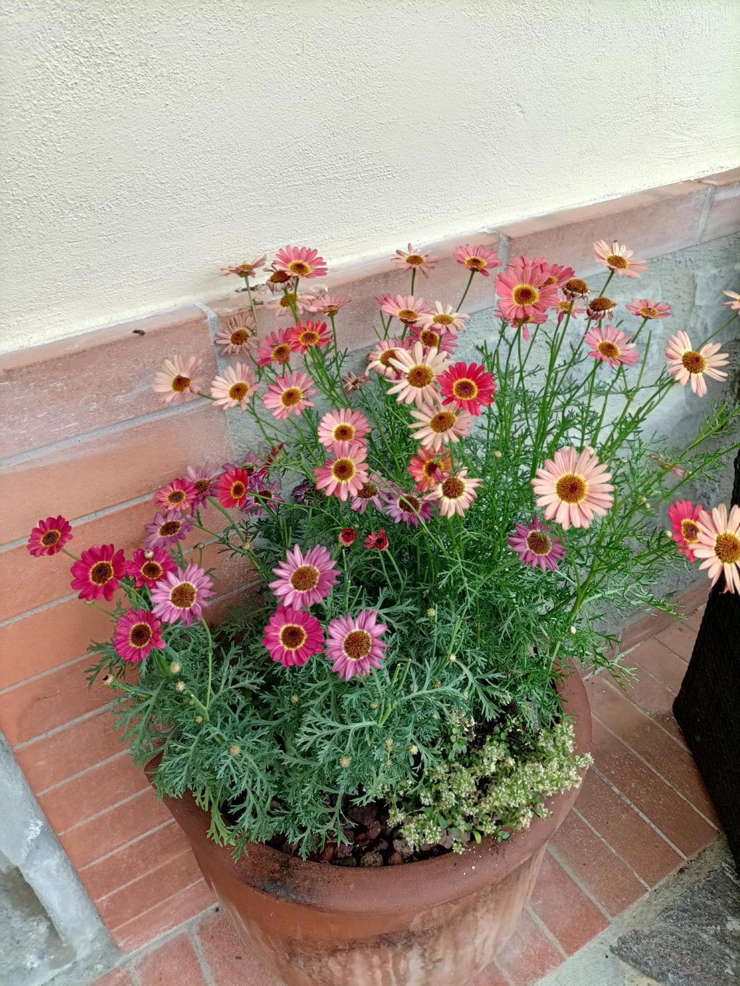 Chianti-Home Palagione