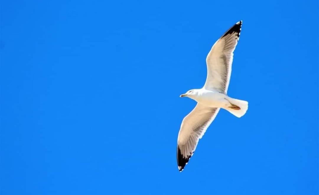 In Downtown - Villa Serenity