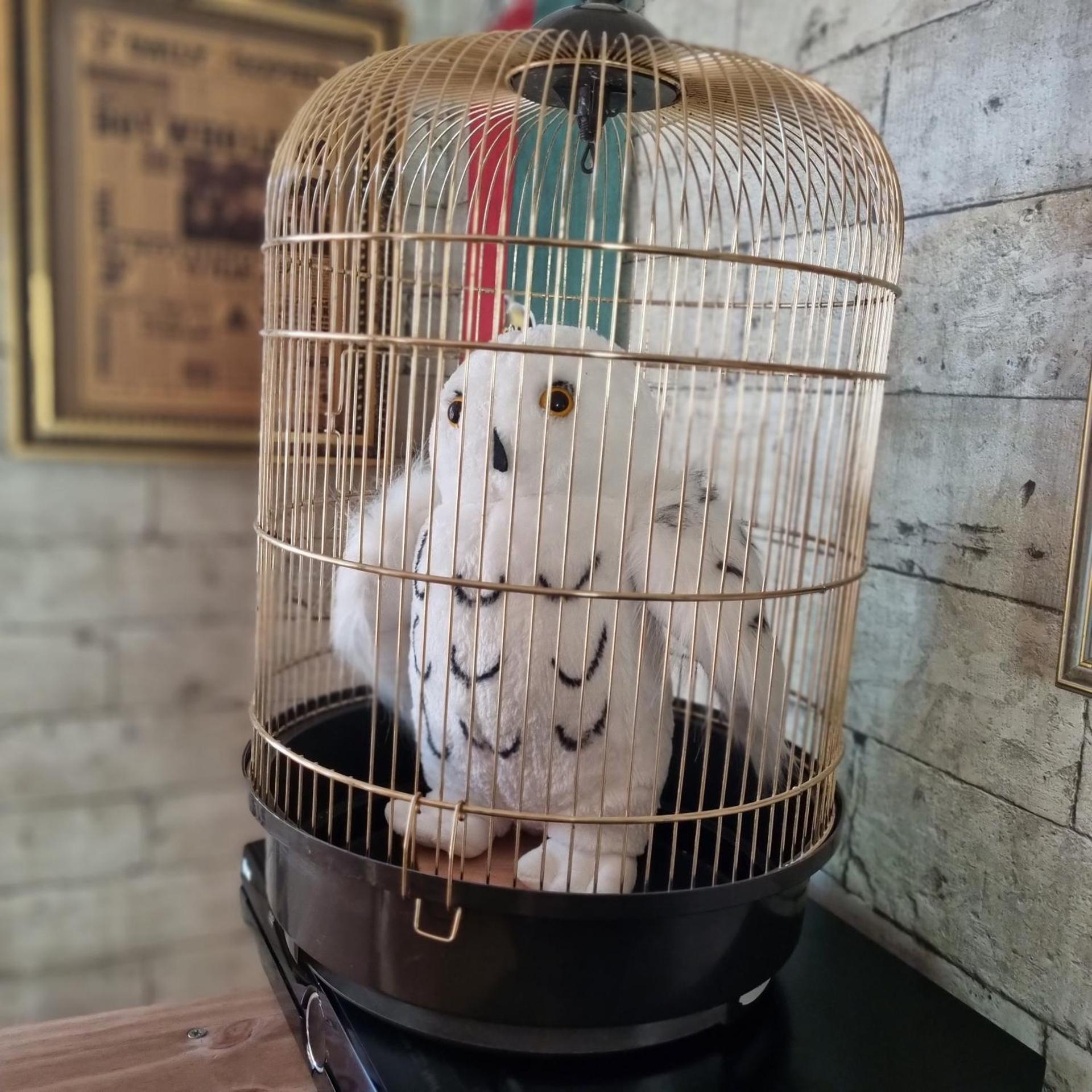 La cabane des sorciers