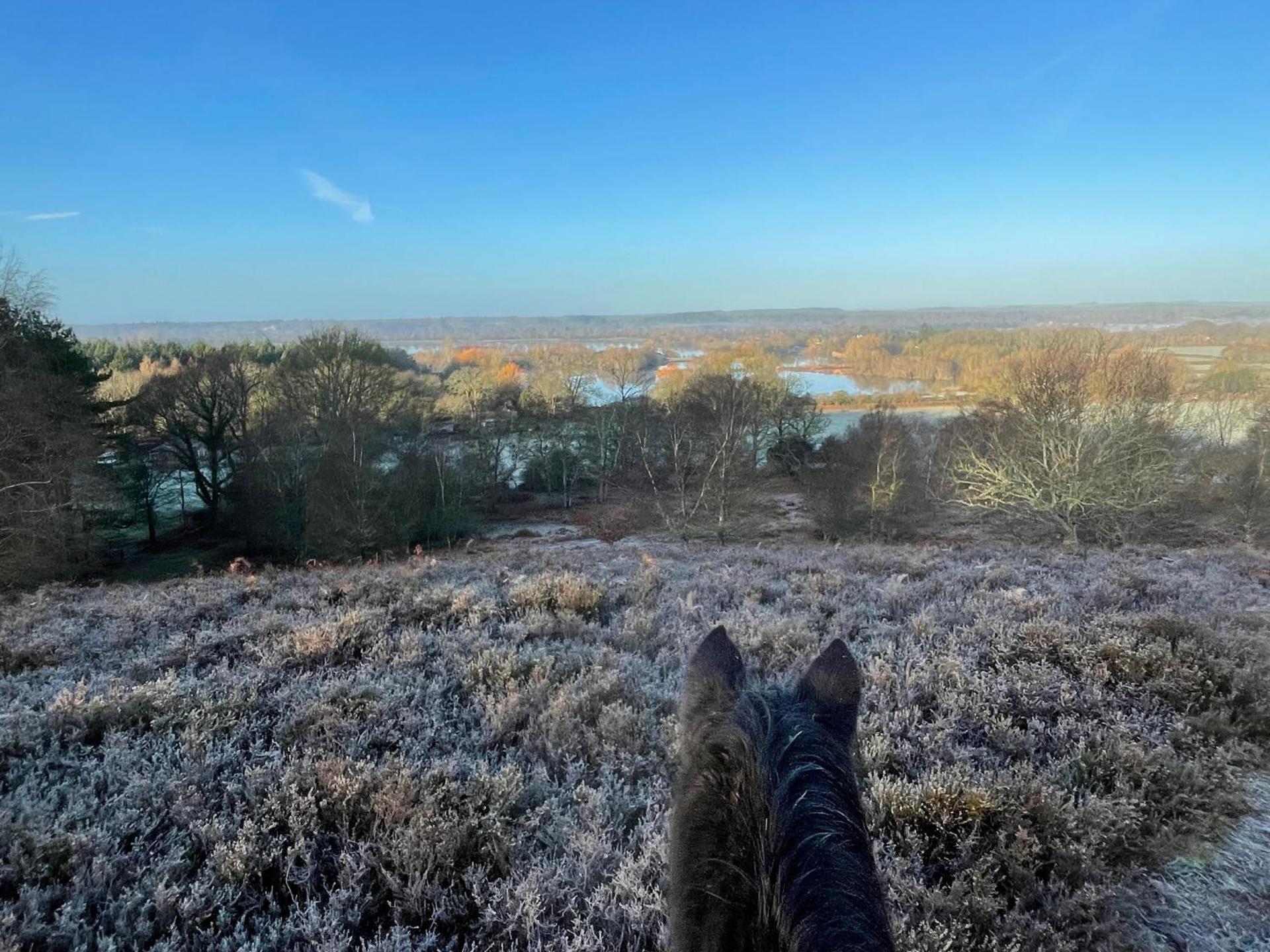 Roundhill New Forest