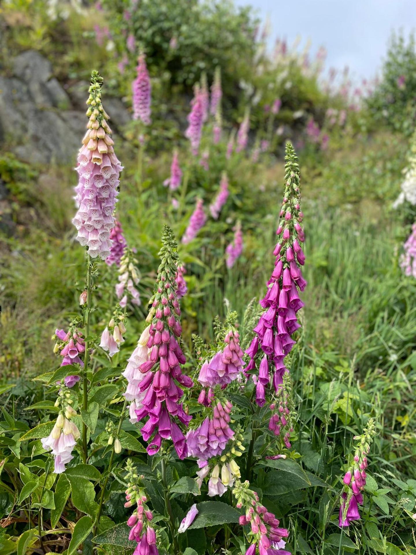 Apartmán V Krátké