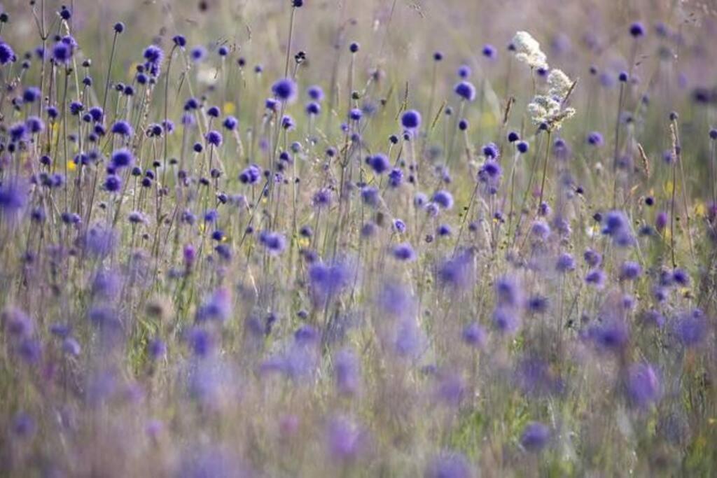 The Hideaway @ Flagham Cottage.