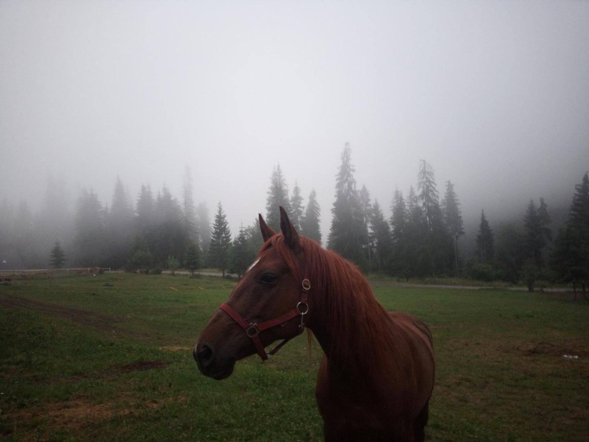 Casa din "Curtea cu cai"