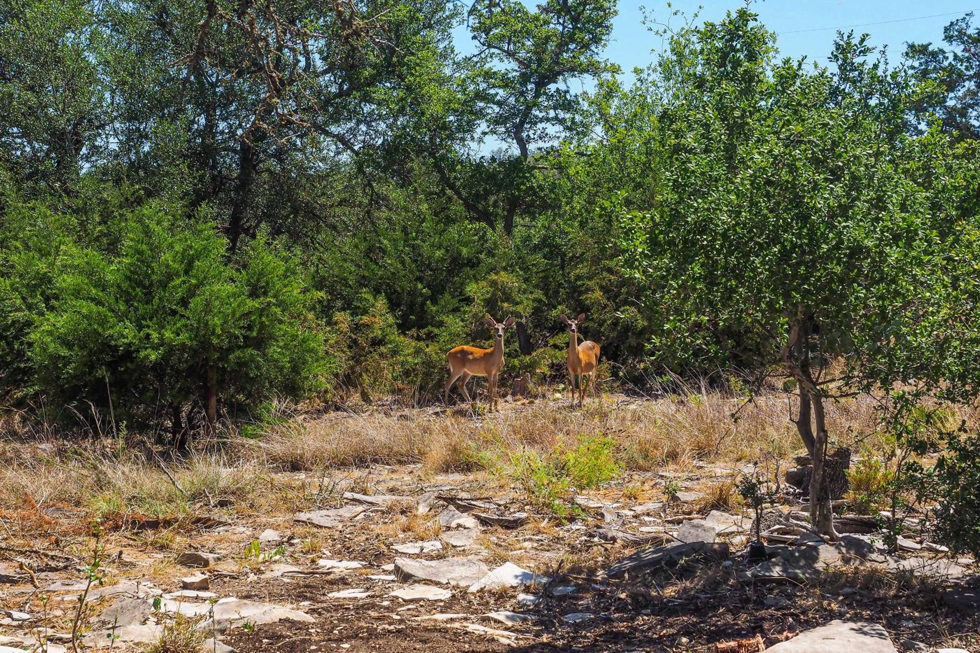 Cozy Kerrville Guest Cottage Near Guadalupe River!