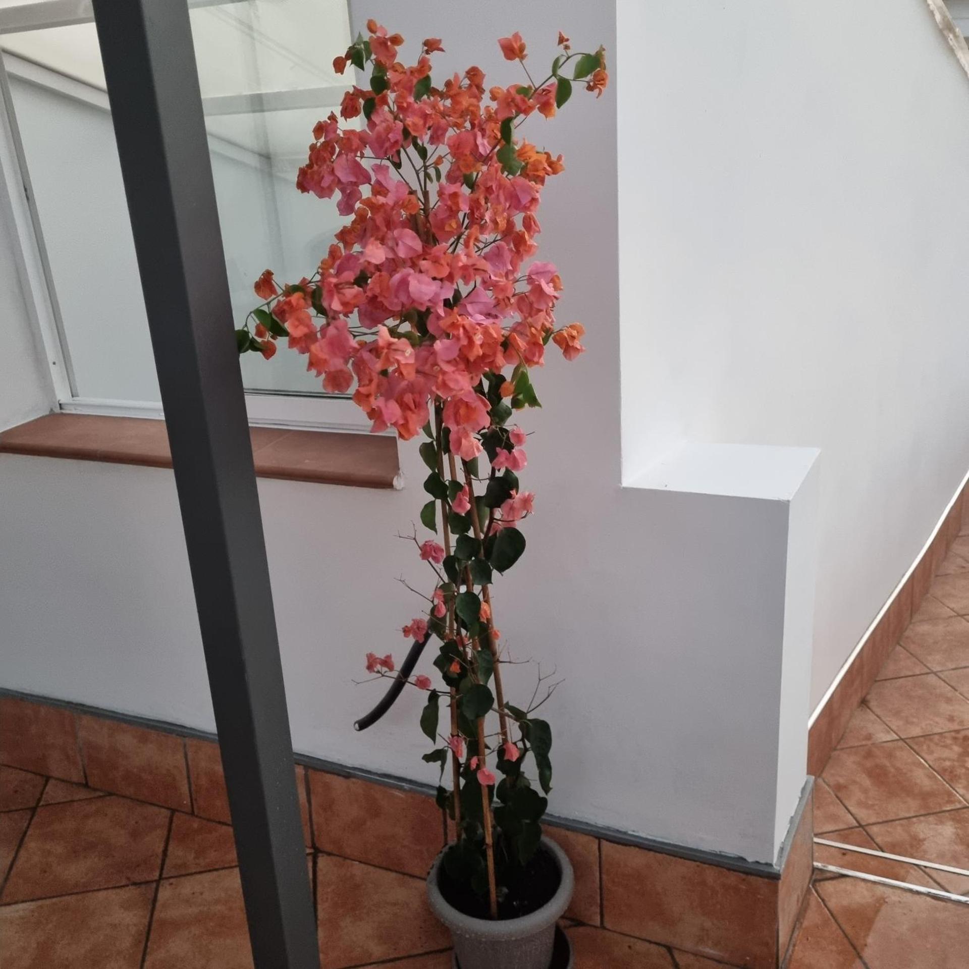 Santiago del Teide Room