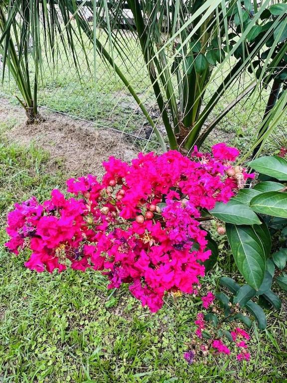 House of Shells, beautiful garden, fenced yard, dog friendly, fire pit!