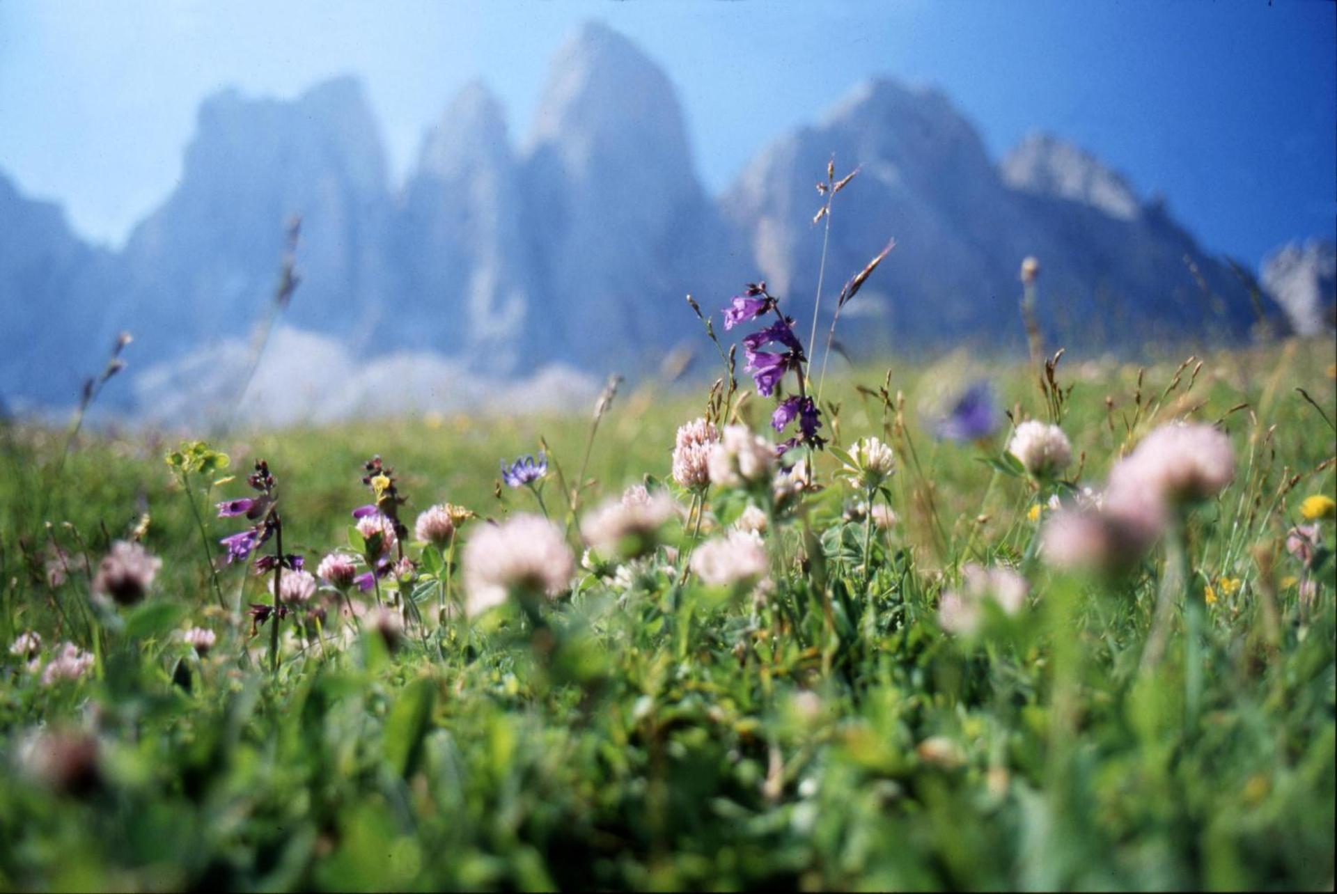 Bergblick App Fichte