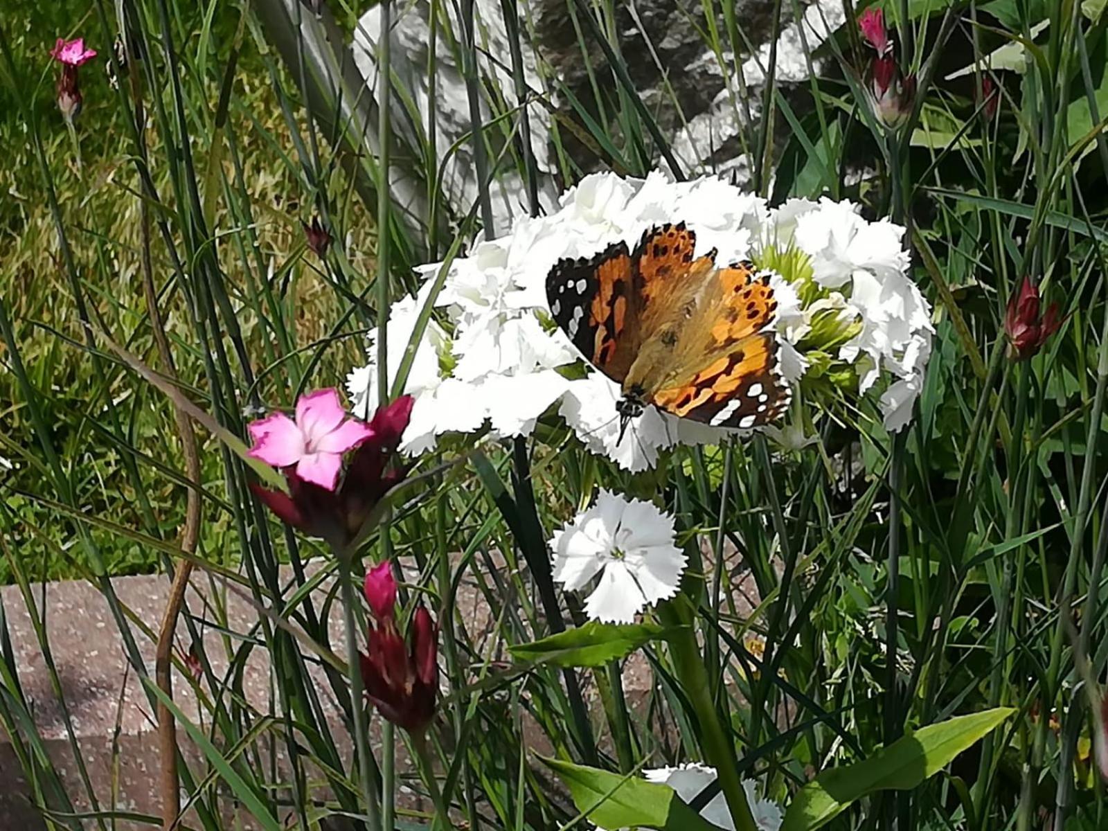 Bergblick App Fichte