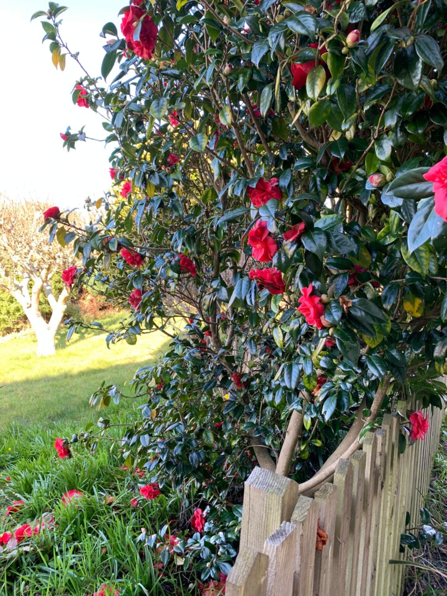 Beautiful Garden Room with Private Entrance