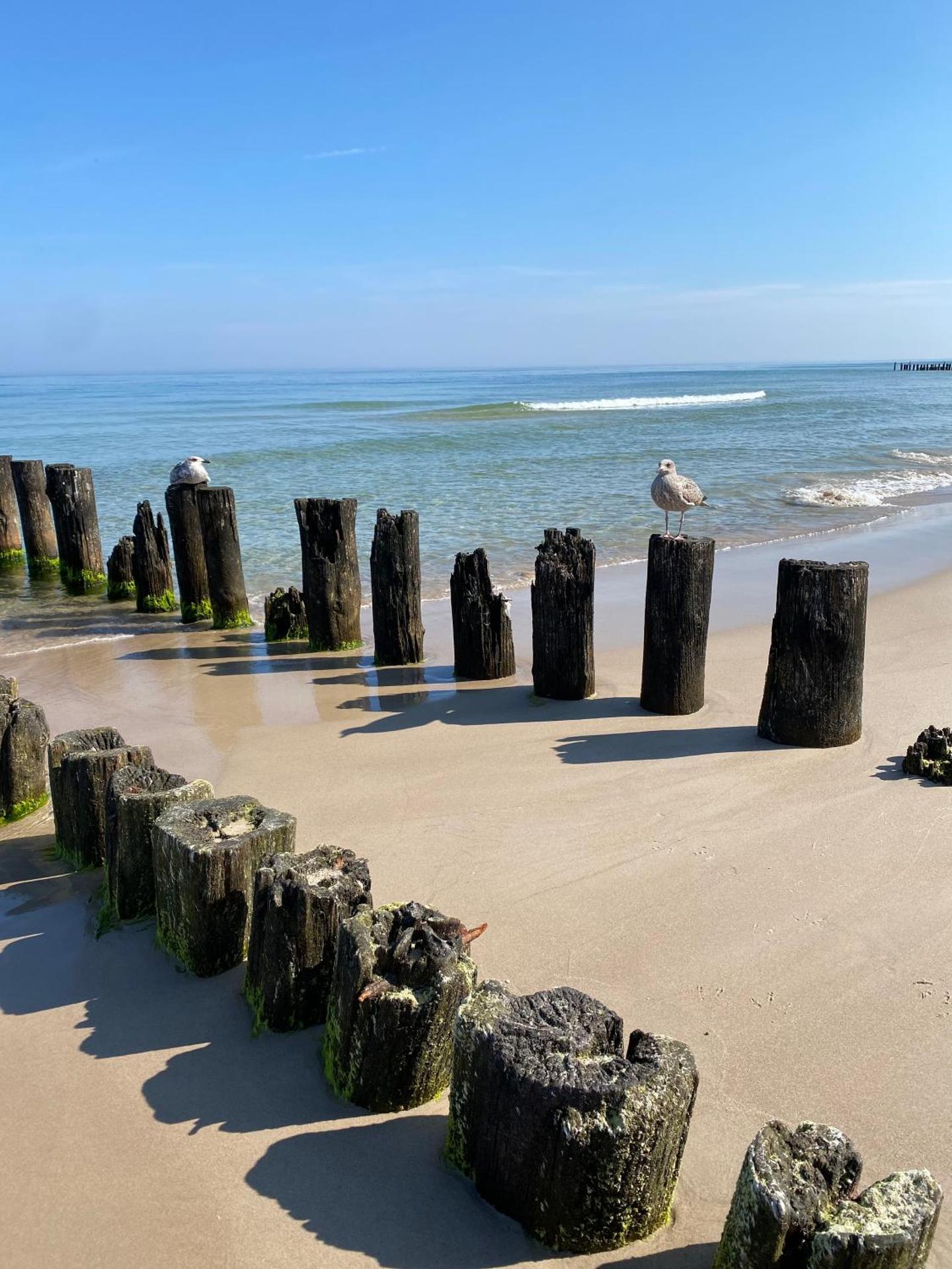 White Shellter - Shellter Hotel & Apartments Rogowo