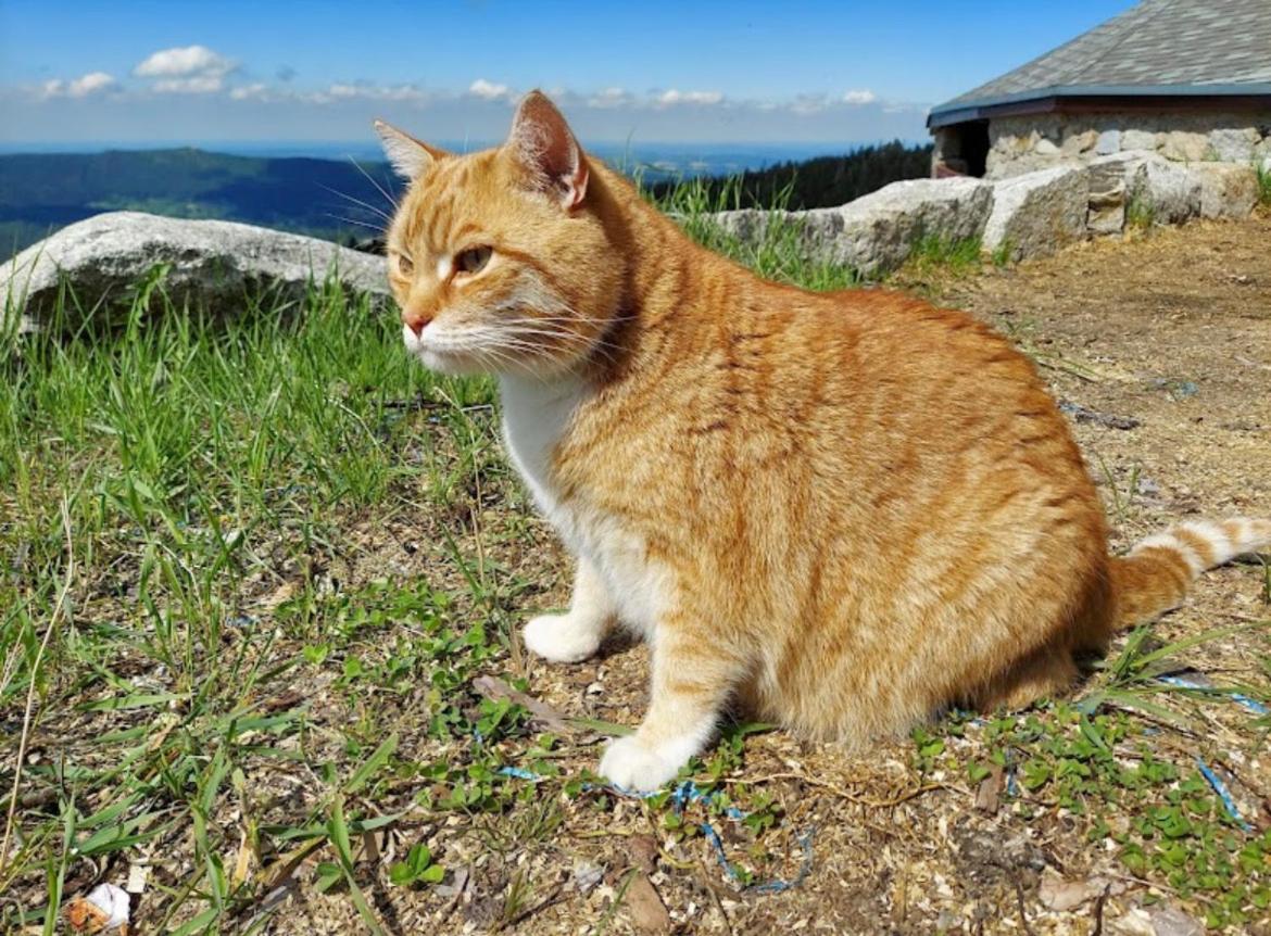 Schronisko PTTK Hala Szrenicka