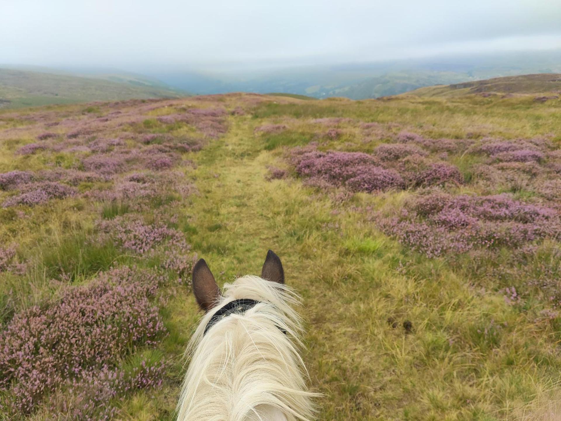 Pentre Riding Stables