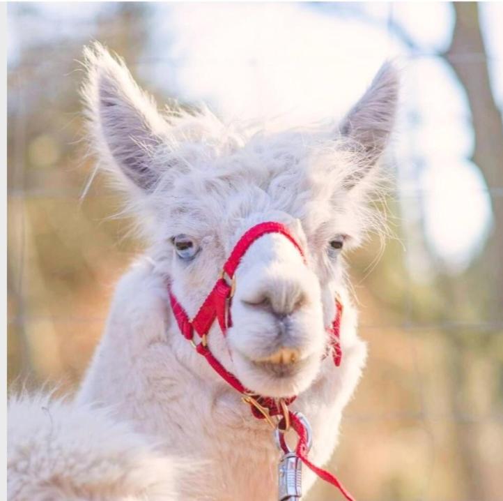 The parrot hotel, live in a rescue animal park