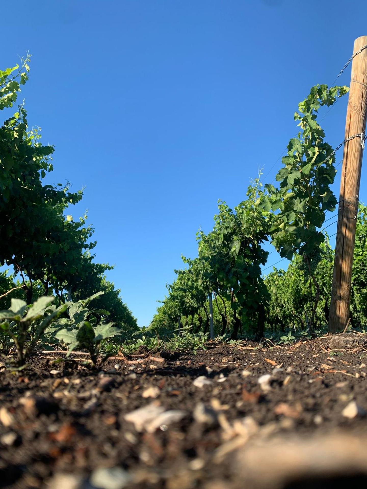 Masseria Spinale Wine Resort