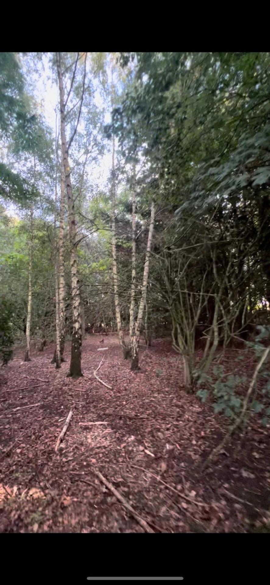 Luxury Woodlands Retreat, Countryside By The Coast