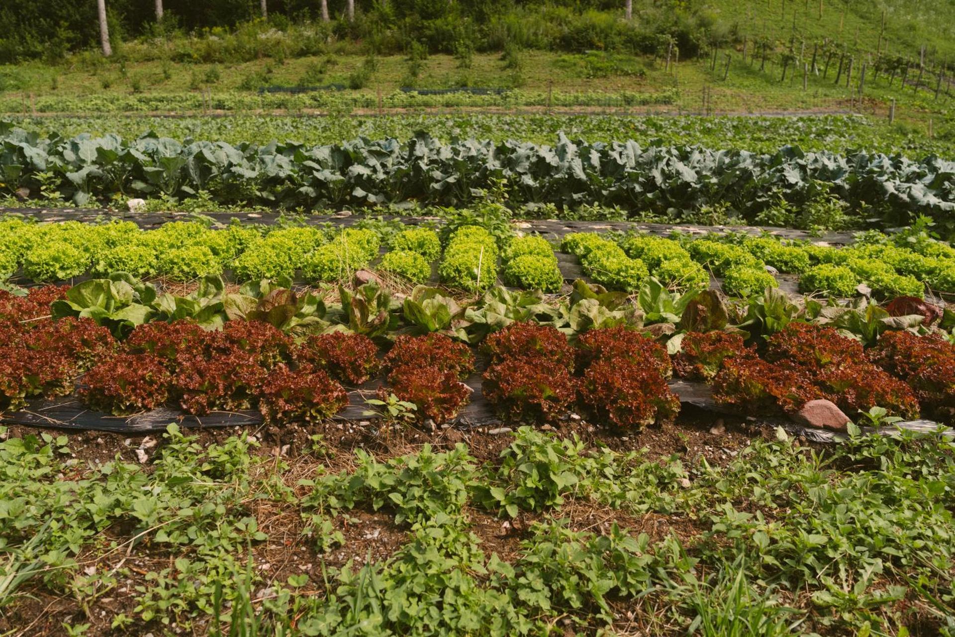 Lärchenwirt Dolomites