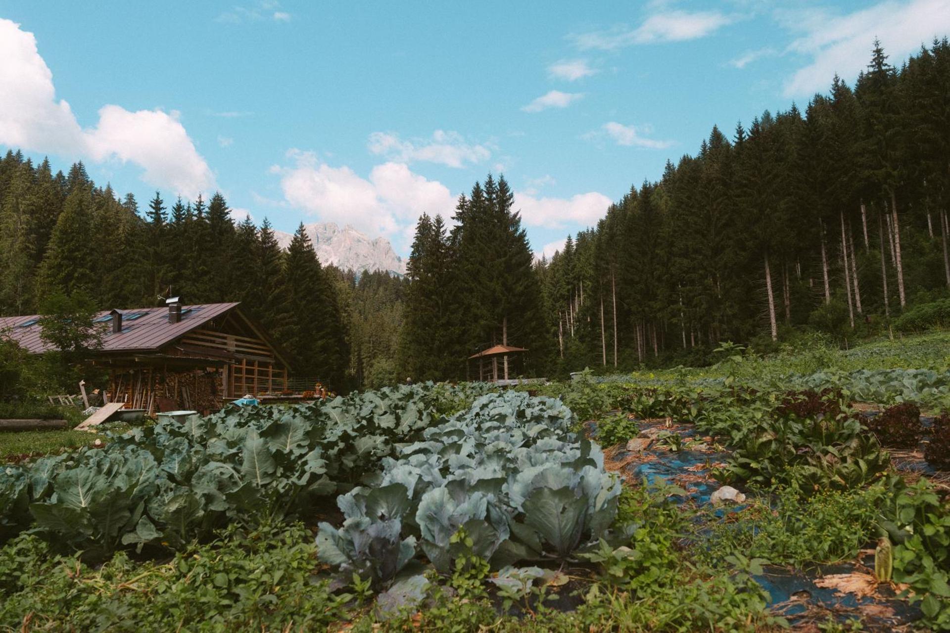 Lärchenwirt Dolomites