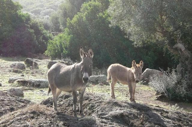 Agriturismo nuraghe Putzu Canu
