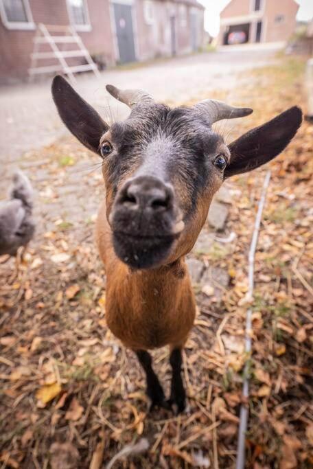 De Kaasmakerij - Ruim vakantiehuisje op Huize Blokland