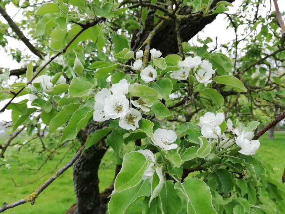 De Kaasmakerij - Ruim vakantiehuisje op Huize Blokland