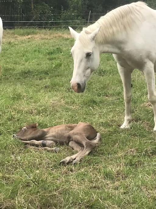 AUX PORTES DE LA CAMARGUE STUDIO BALNEO PISCINE