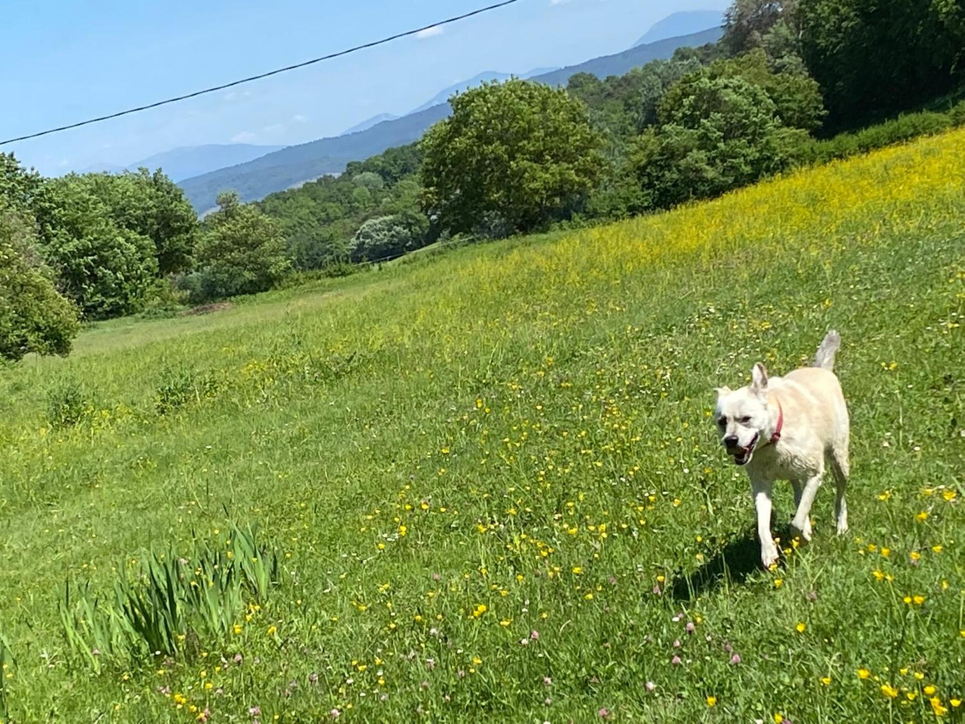 GITE COCOTTE LUBERON, FORCALQUIER