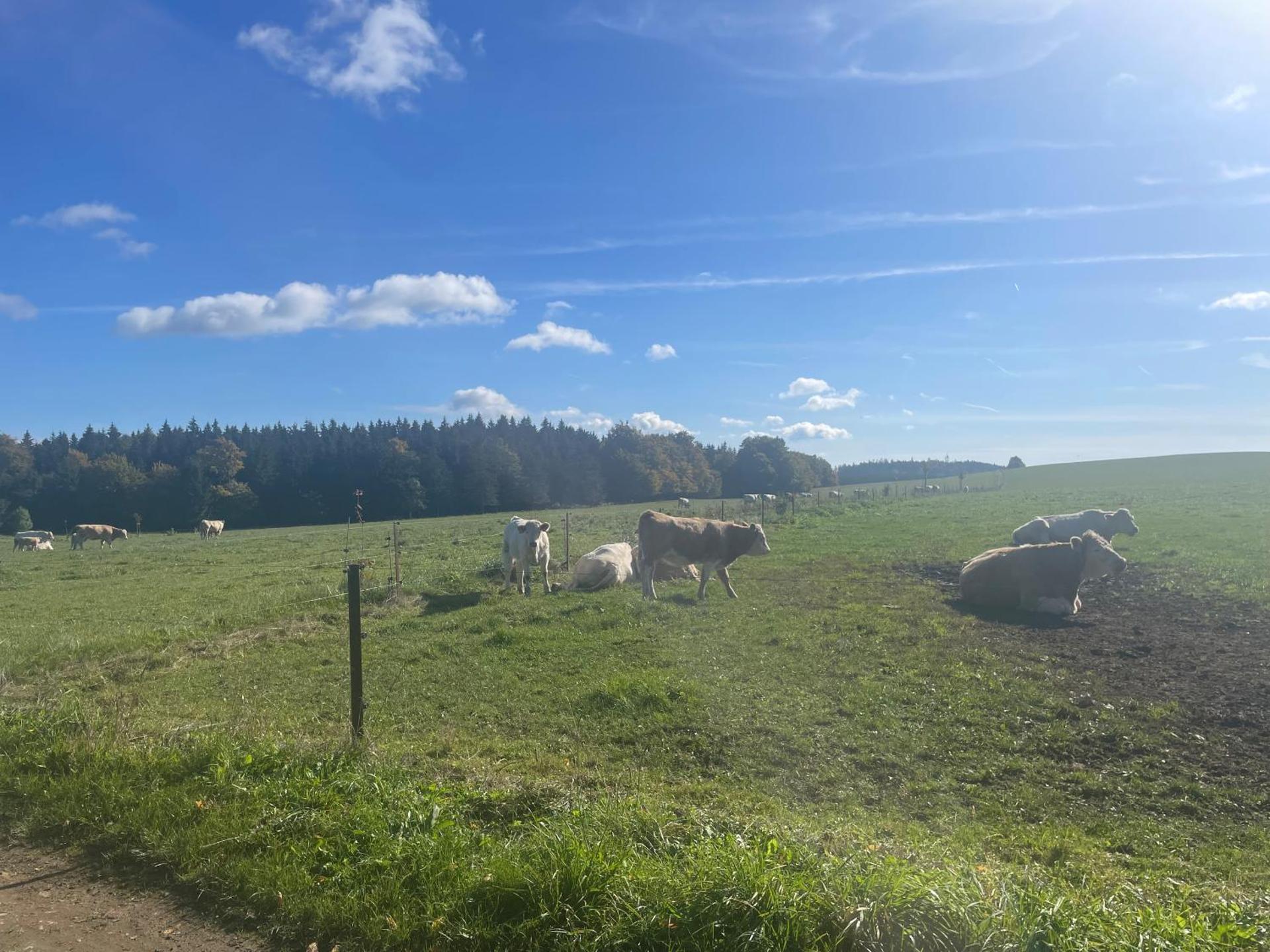 Apartmán Studnice na Vysočině