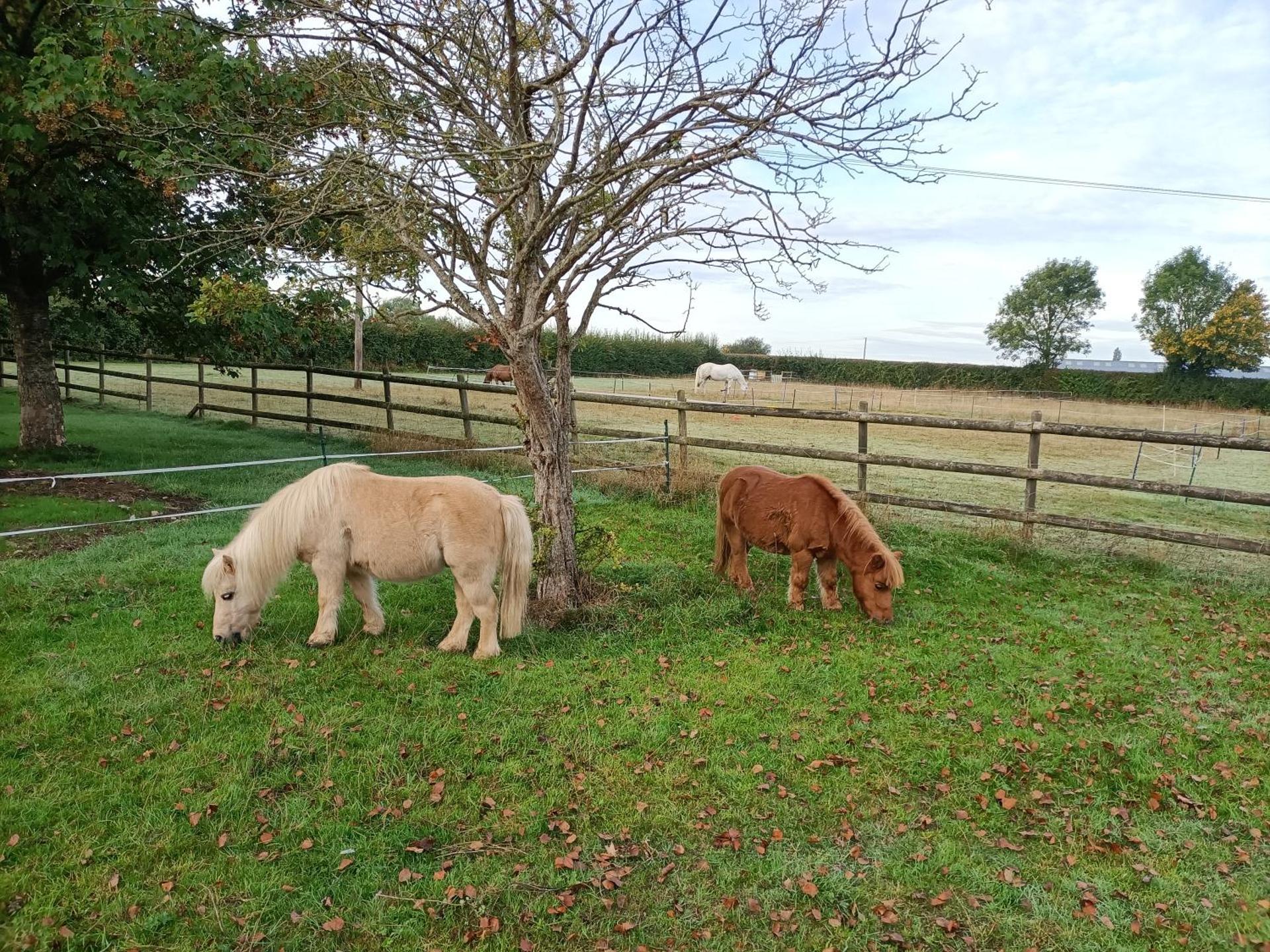 Crown Cabin Wiltshire near Longleat and Bath