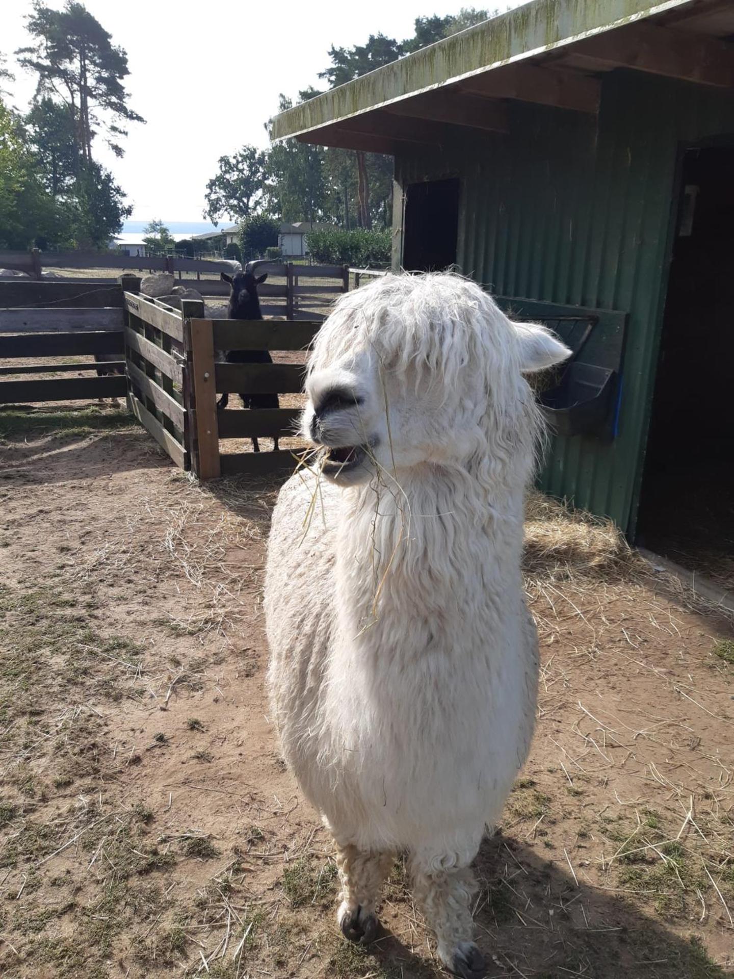 Ferienanlage - Zum See & Hotel