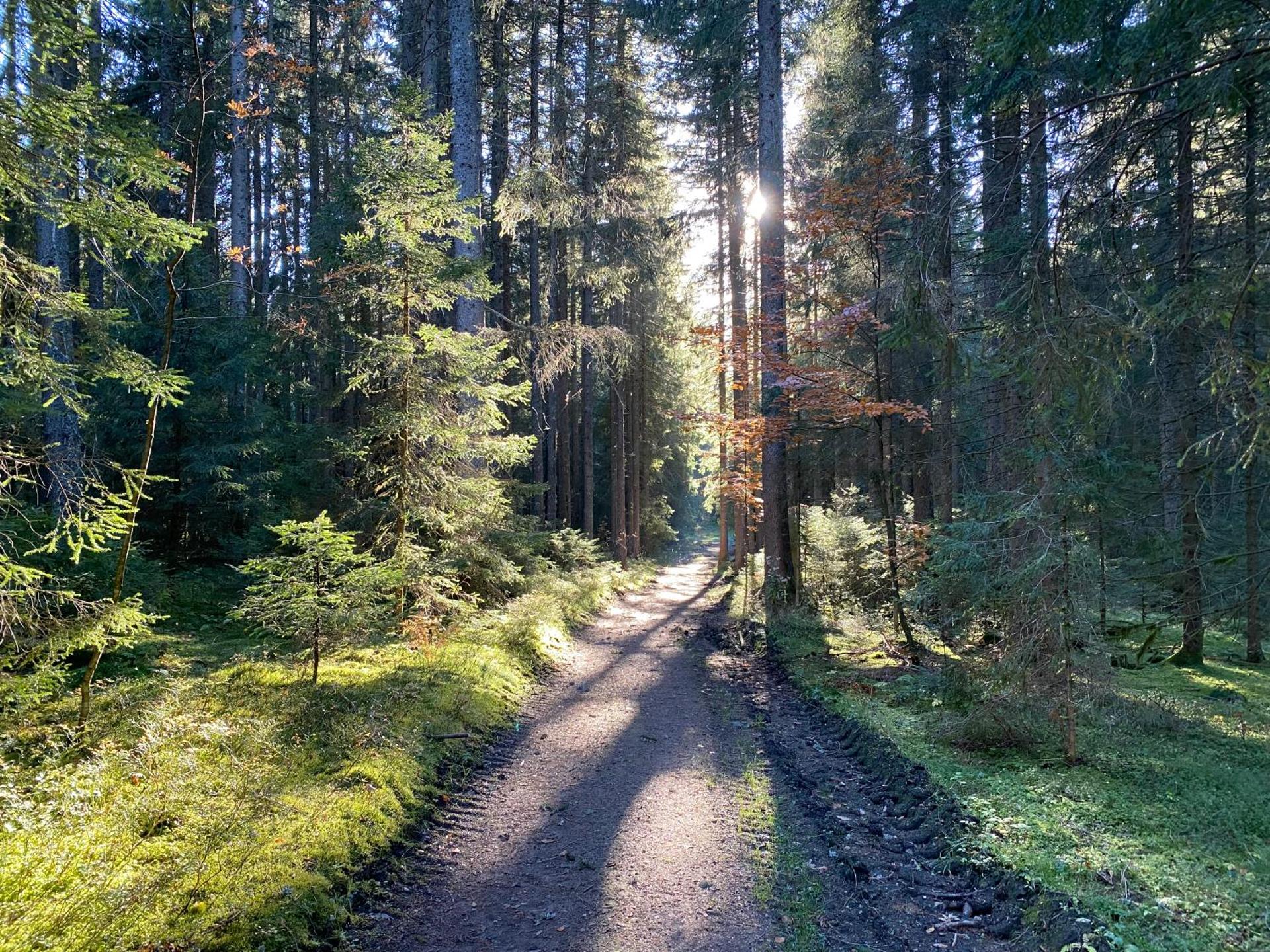 Ferienwohnung Waldblick