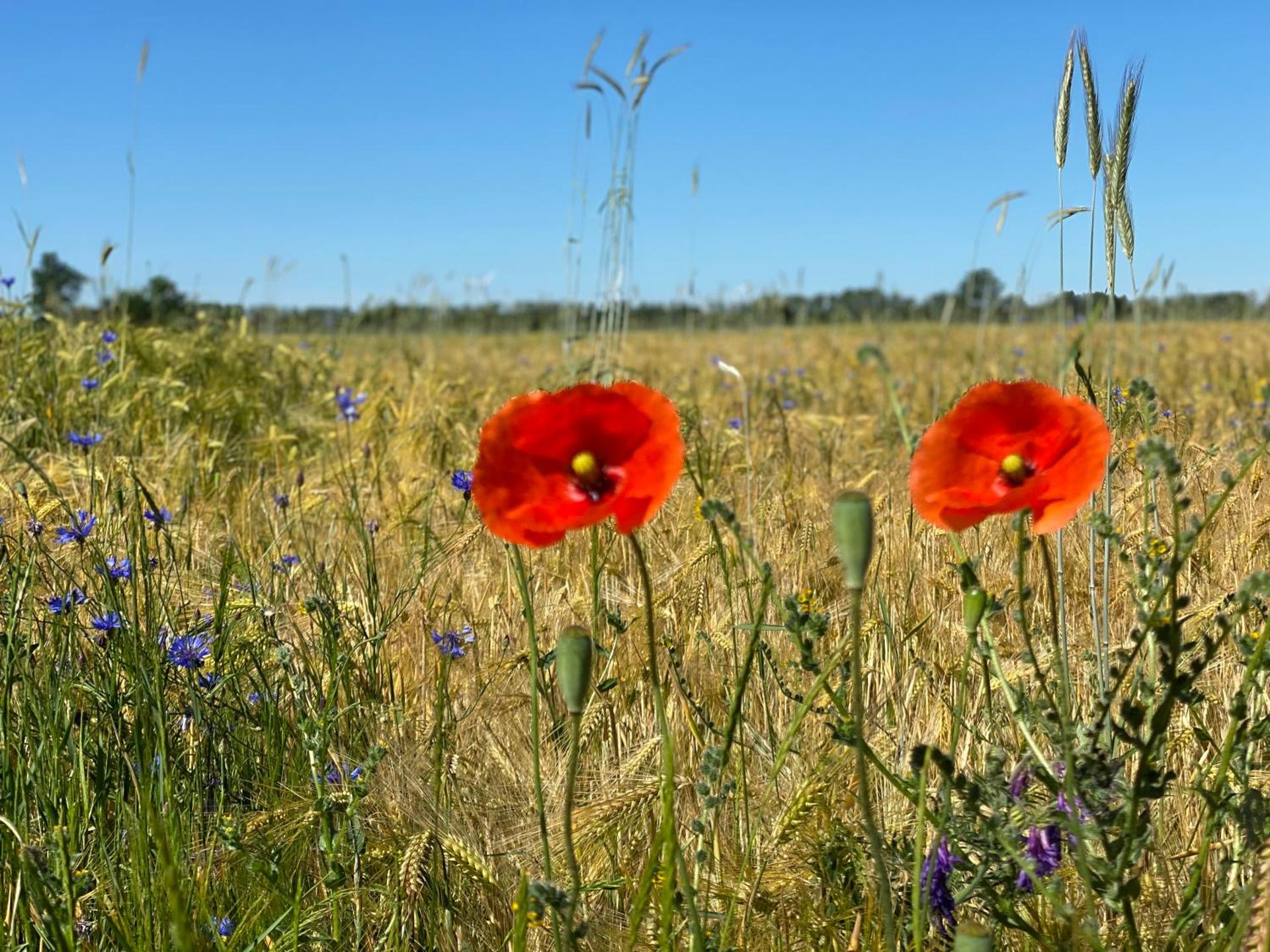 Ferienapartments Spreewaldwiesen
