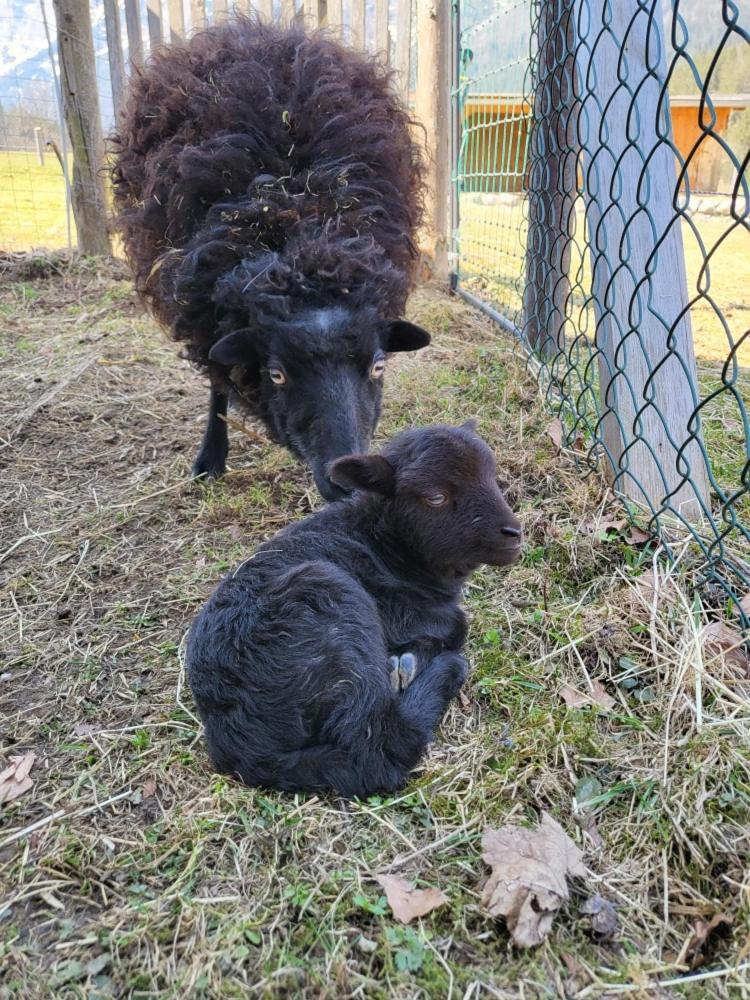 Gästehaus Hinterponholz
