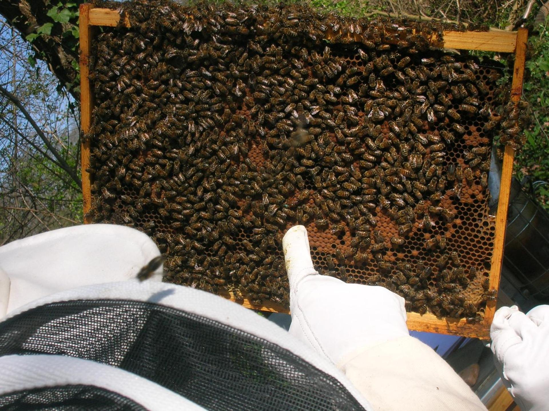 Apigîte68, proche route des vins, Vosges, Colmar et non loin d'Europa-Park!