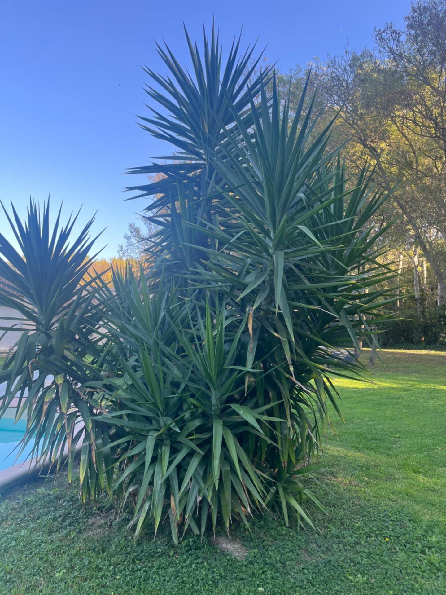 AUX PORTES DE LA CAMARGUE STUDIO BALNEO PISCINE