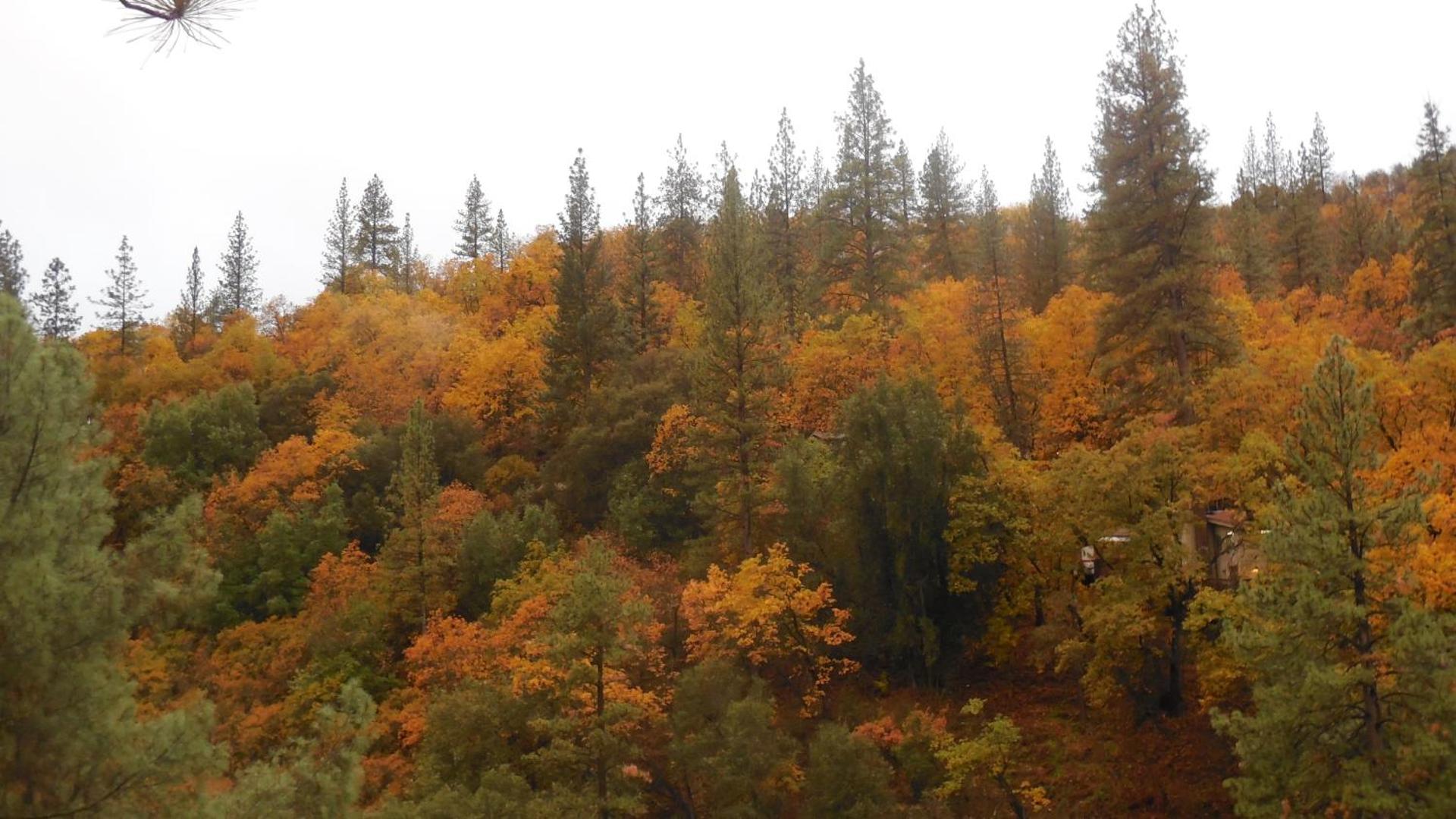 Yosemite Bug Rustic Mountain Resort