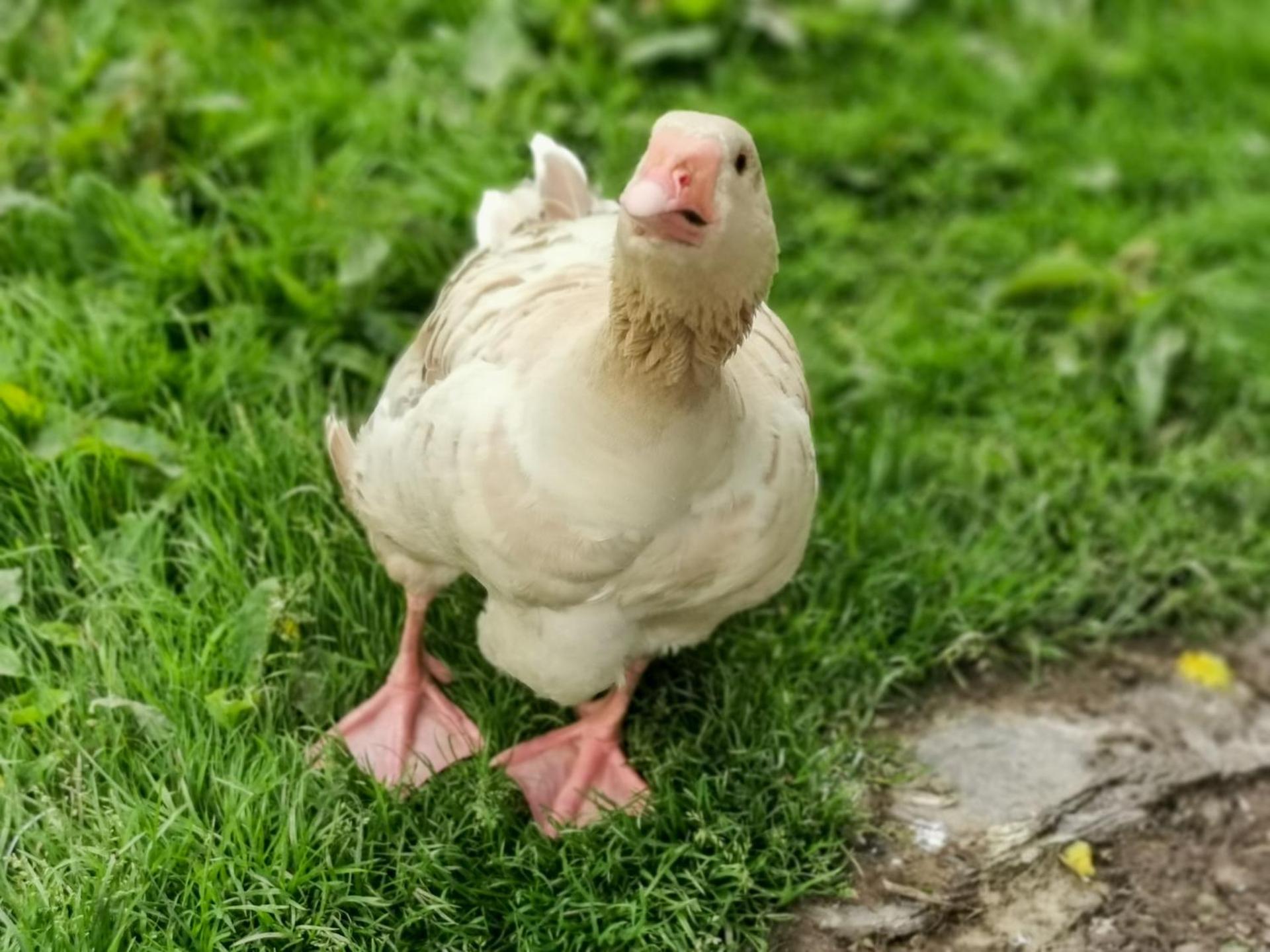 Wellstone Cottages - Honeysuckle
