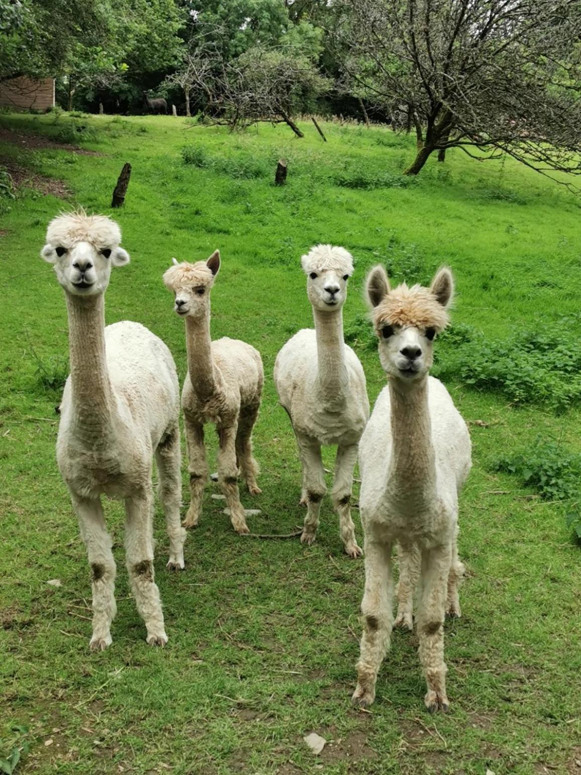 Wellstone Cottages - Honeysuckle