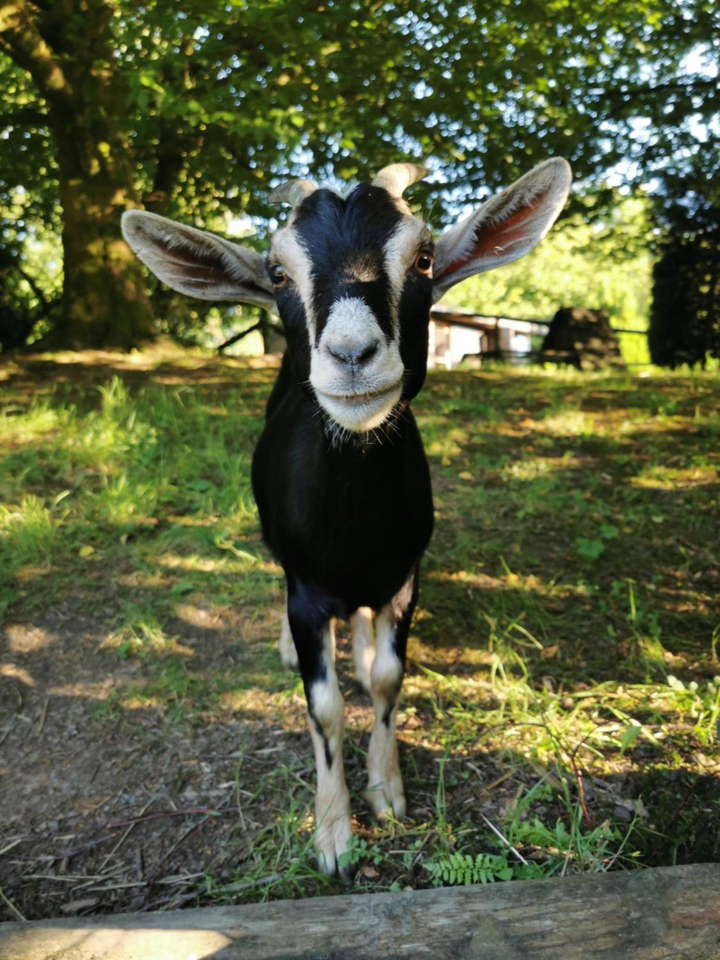 Wellstone Cottages - Honeysuckle
