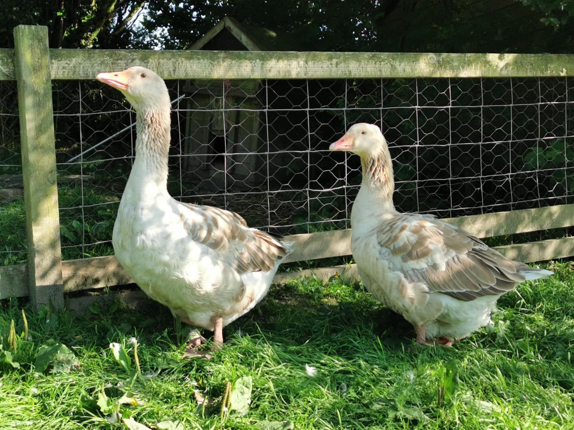 Wellstone Cottages - Honeysuckle