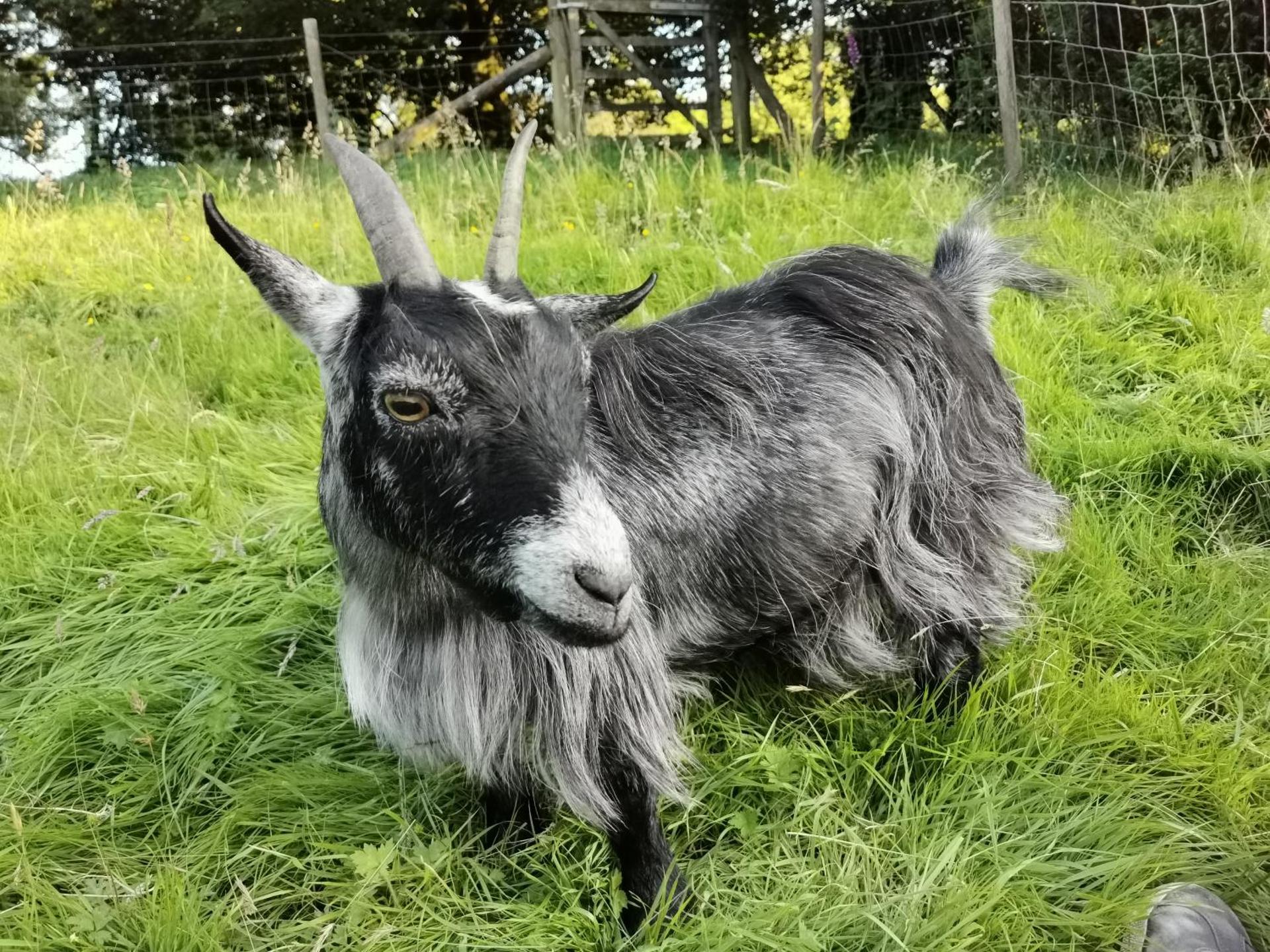 Wellstone Cottages - Honeysuckle