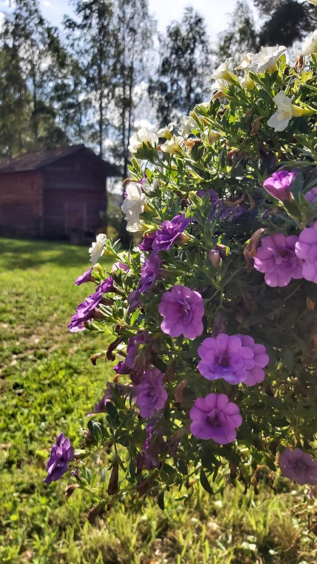 Narvan Maatilamajoitus Helenan Kanat ja Kammarit