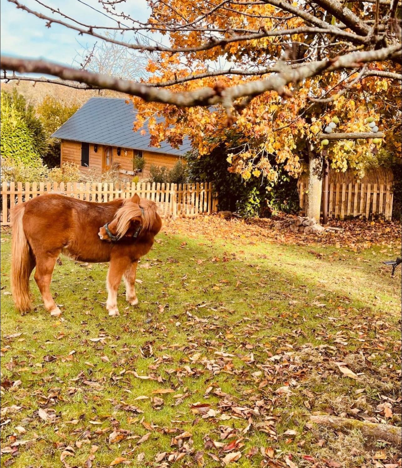 Cottage Normand avec sa grande piscine chauffée toute l année sur parc arboré et clos En plein coeur de la campagne adapté aux kids et Dog friendly